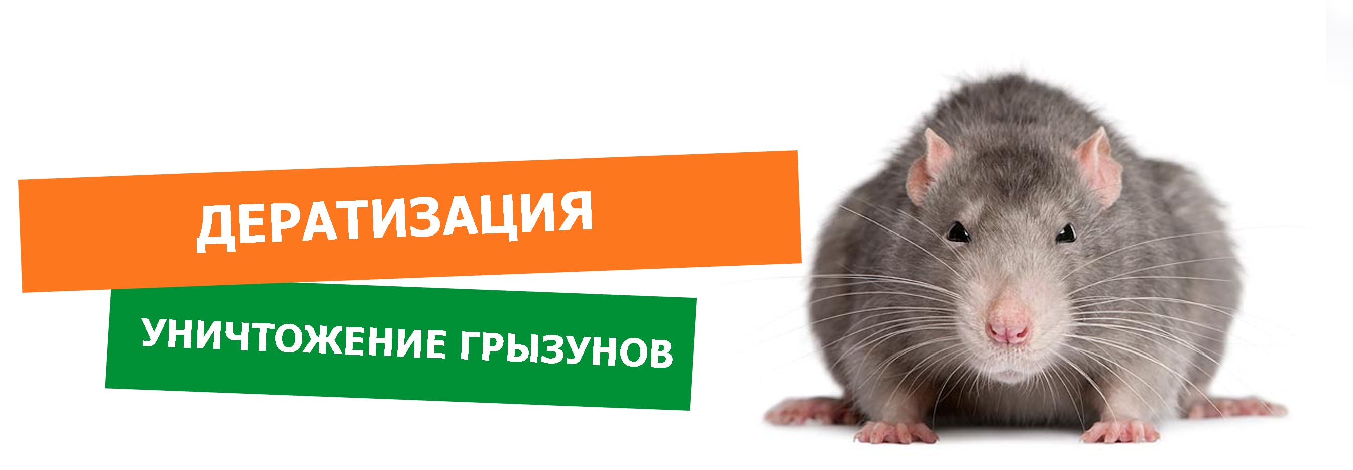 Дезинфекция от крыс